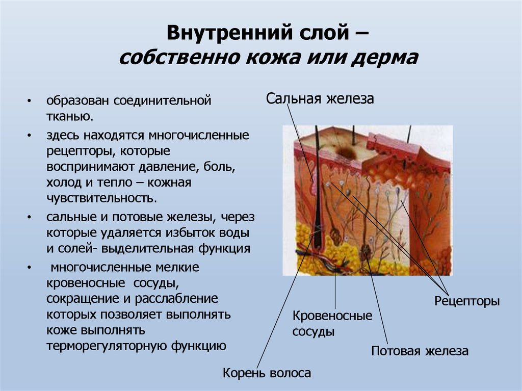 Из каких слоев состоит кожа какой тканью