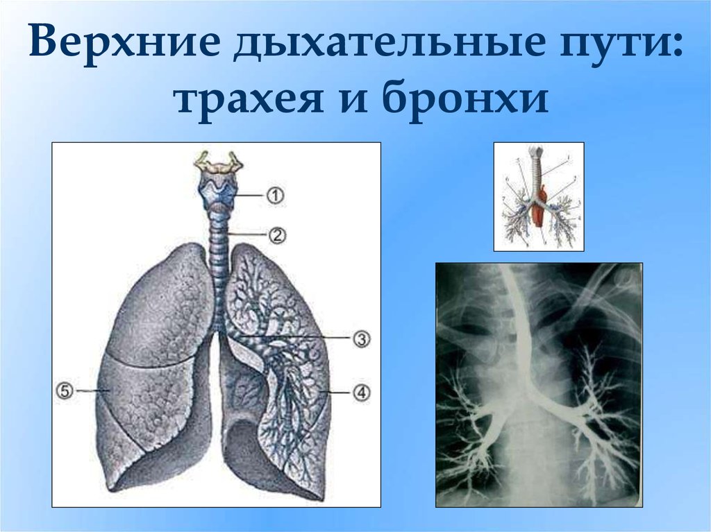 Органы дыхания человека презентация 8 класс биология