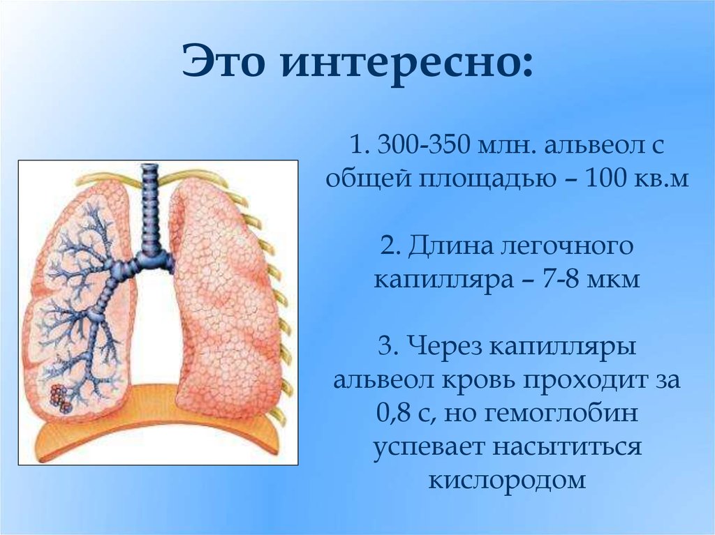 Презентация по биологии 8 класс строение органов дыхания