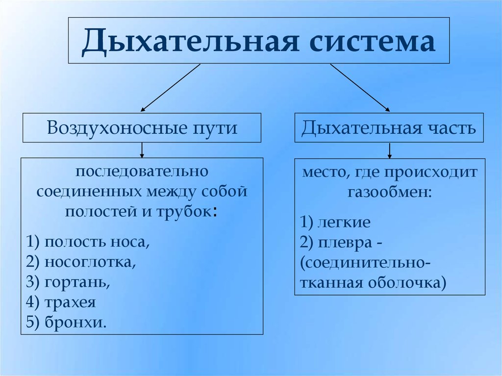 Презентация по биологии 8 класс строение органов дыхания