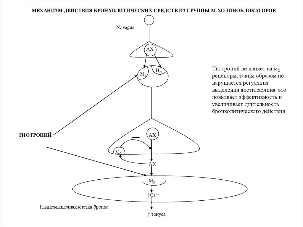 Используя рисунок объясните действие холиноблокаторов на глаз и механизм сопутствующих эффектов