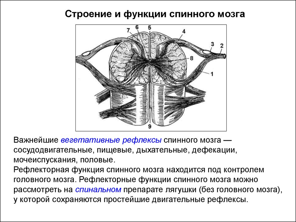 Примеры рефлекторных актов при участии спинного мозга. Функции спинного мозга рефлекторная вегетативные. Рефлекторная функция спинного мозга. Изучение строения и функции спинного мозга. Рефлекторная функция спинного мозга рефлекс.