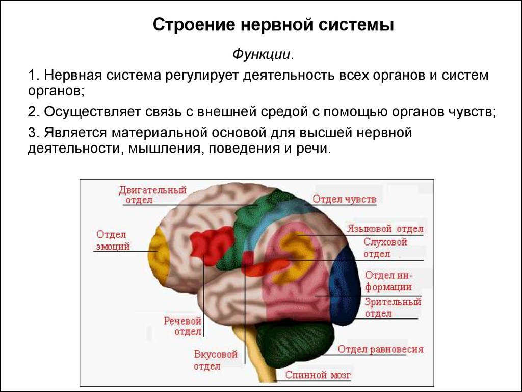 О каком отделе мозга идет речь. Часть мозга обеспечивающая высшую нервную деятельность человека. Органы чувств и отделы мозга. Мозг и нервная система. Строение нервной системы головного мозга.