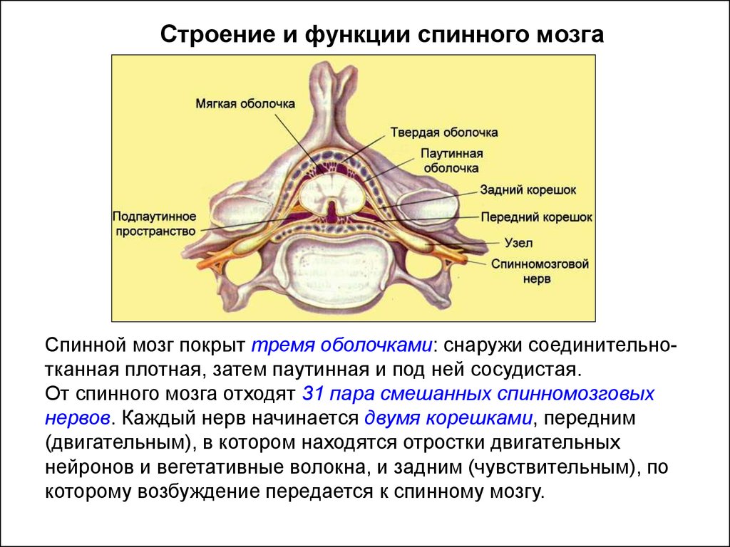 Мягкая оболочка спинного. Строение твердой оболочки спинного мозга. Мягкая оболочка спинного мозга строение. Строение и функции оболочек спинного мозга. Схема.. Паутинная оболочка спинного мозга строение.