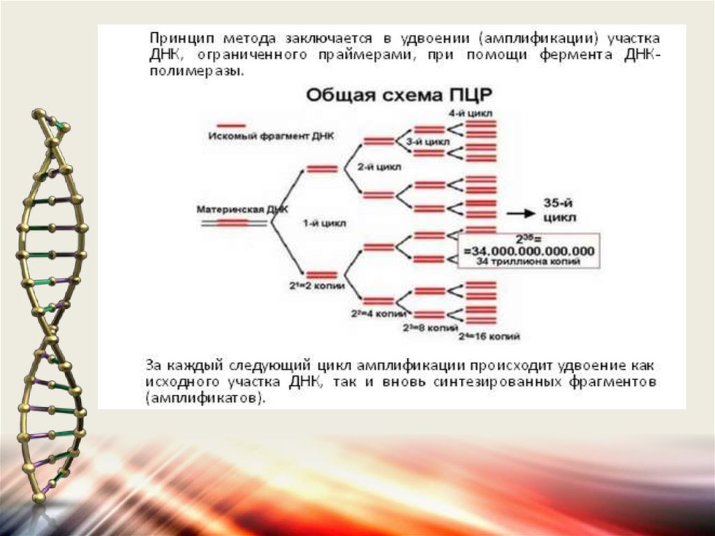 Цепь которая синтезируется фрагментами