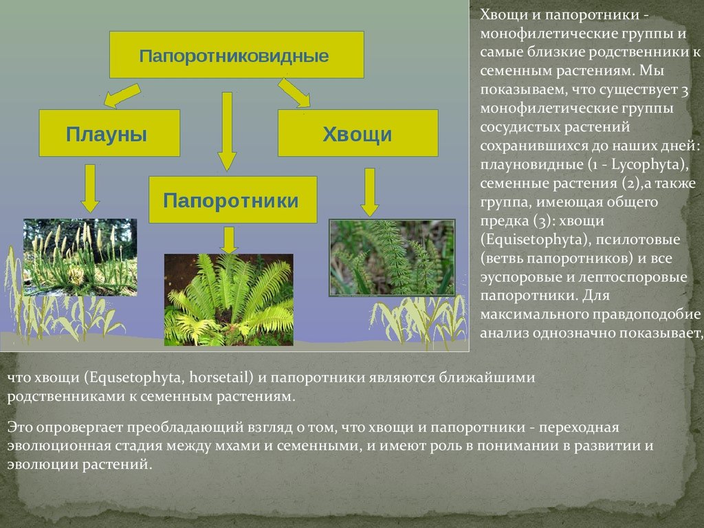 Плауновидные конспект 7 класс