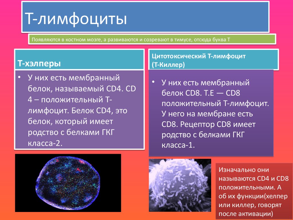 Действия лимфоцитов. T-лимфоциты. Т-лимфоциты и в-лимфоциты. Лимфоциты строение и функции. T лимфоциты функции.