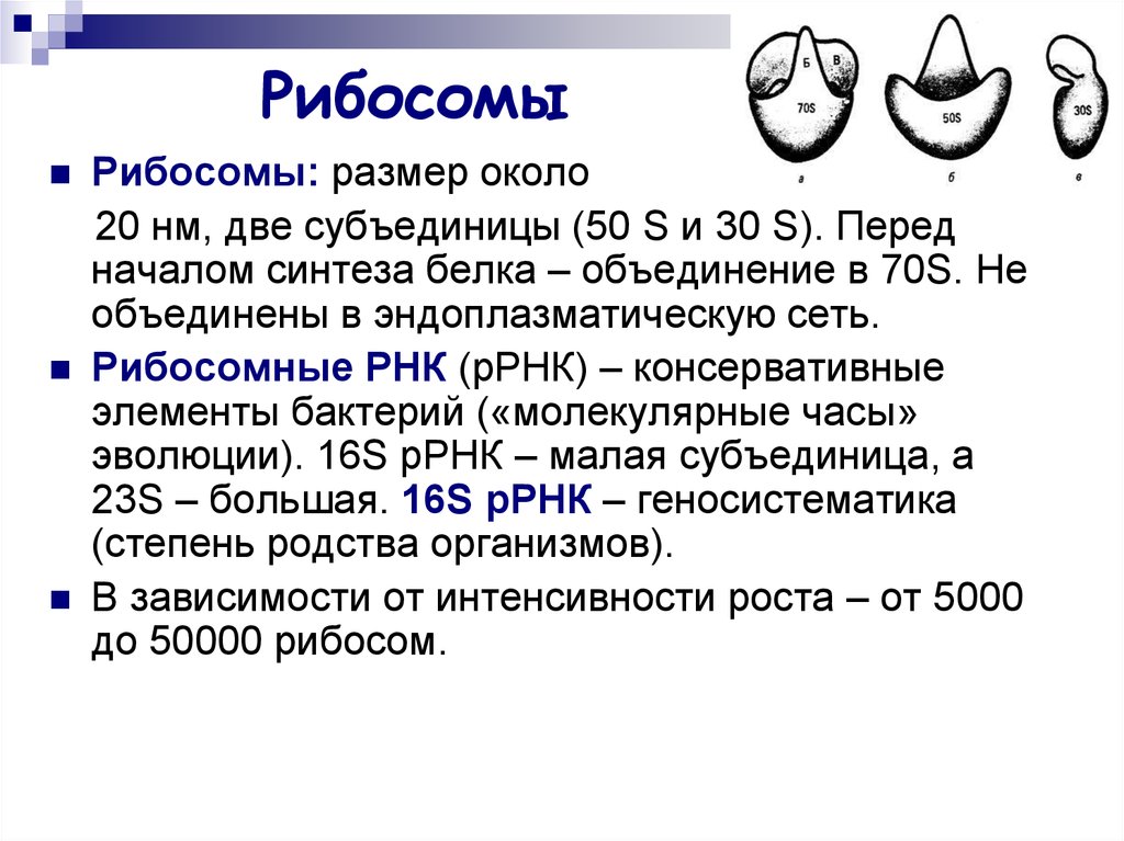 Рибосомы бактерий. Размеры рибосом. Размеры субъединиц рибосом. Рибосомы 70s у бактерий. Классификация рибосом.