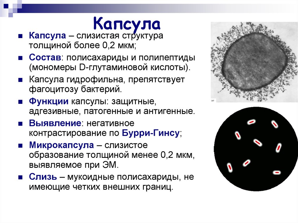 Какие функции спор у бактерий кратко