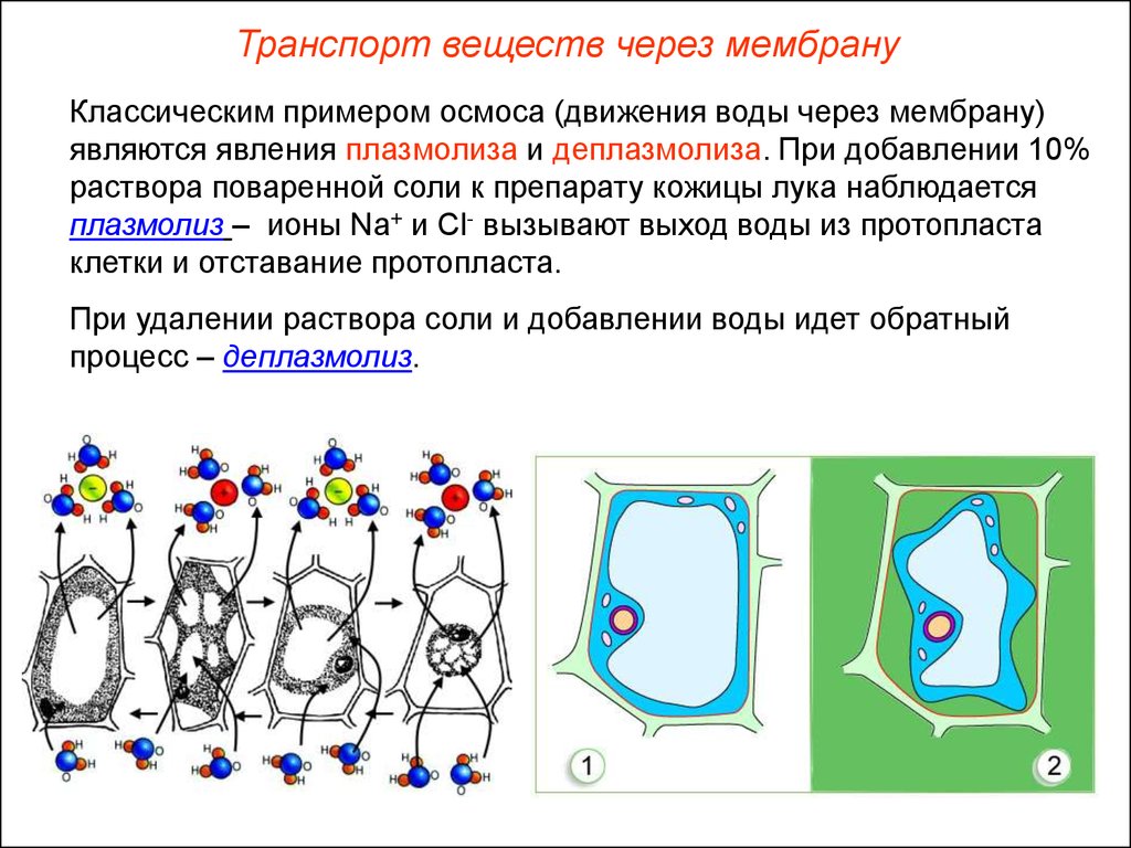 Клетка раствор. Клеточная мембрана плазмолиз. Явление плазмолиза и деплазмолиза клетки лука. Дайте определение терминам плазмолиз деплазмолиз осмос тургор. Рисунок плазмолиза и деплазмолиза клетки.