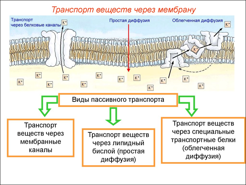 Транспорт веществ через. Мембранный транспорт пассивный активный облегченный. Активный транспорт веществ через биологическую мембрану. Активный и пассивный транспорт веществ через мембрану. Виды пассивного и активного транспорта через мембрану.