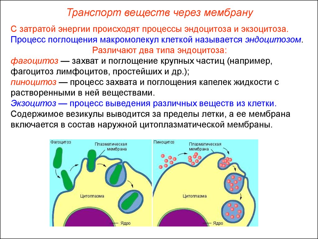Захват мембраной клетки твердых частиц. Фагоцитоз мембрана механизм. Эндоцитоз клетки. Функции наружной цитоплазматической мембраны фагоцитоз. Эндоцито и экзоцитоз чере мембрау.