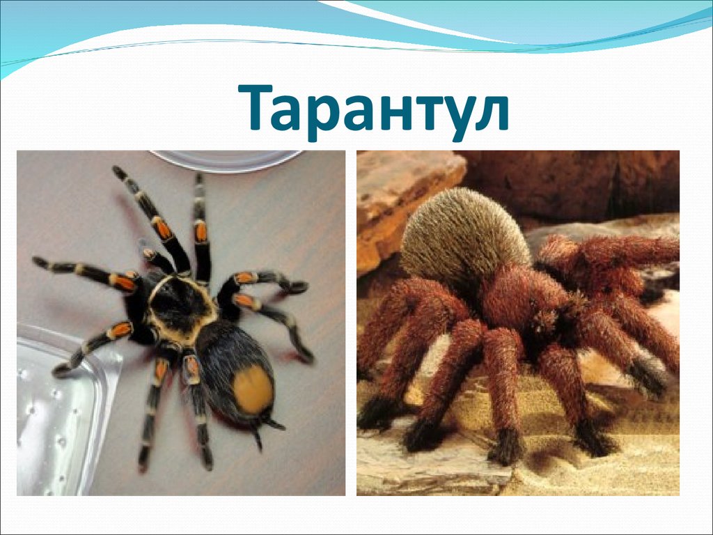 Паук тарантул презентация