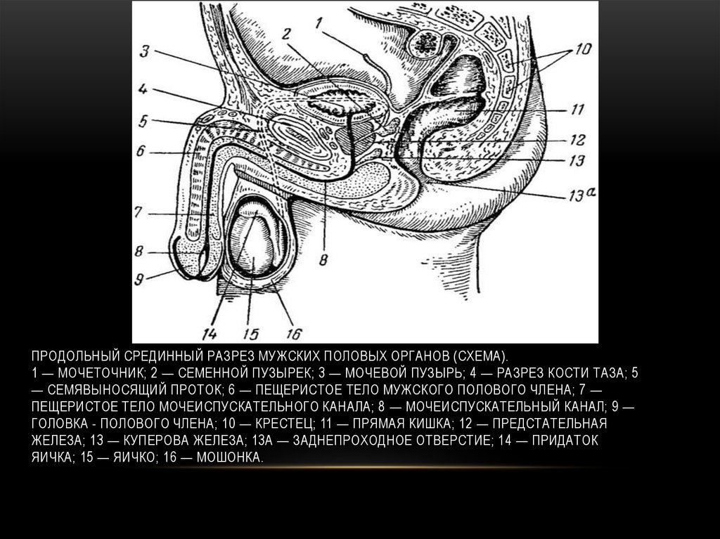 Пол орган. Разрез мужских половых органов. Срединный разрез мужского таза. Мужской половой орган в разрезе. Половой член схема.