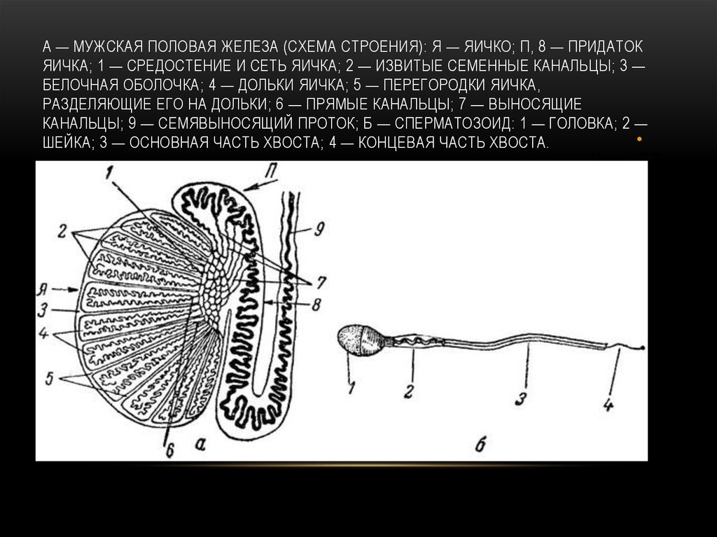 Половые железы схема