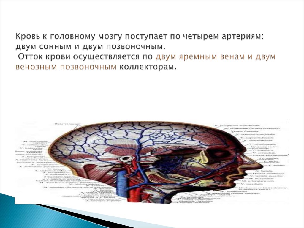 Отток крови от головного мозга