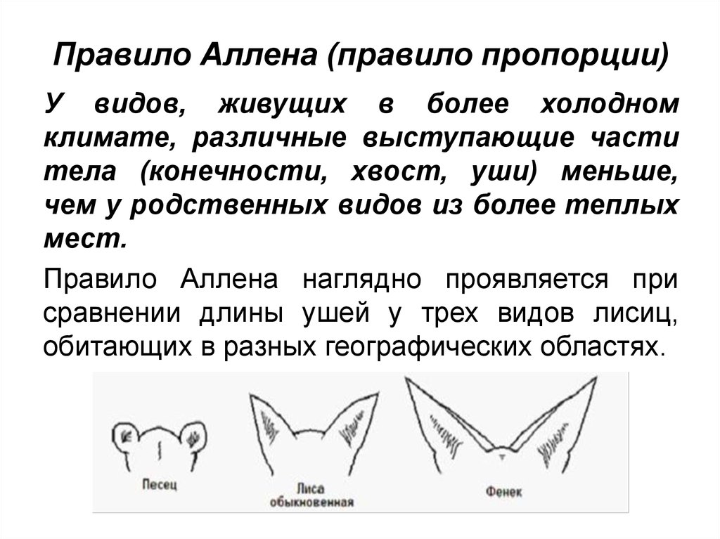 На рисунке изображены три представителя. Закон Аллена и Бергмана. Правило Аллена и Бергмана. Правило Аллена правило Бергмана. Закон Аллена экология.