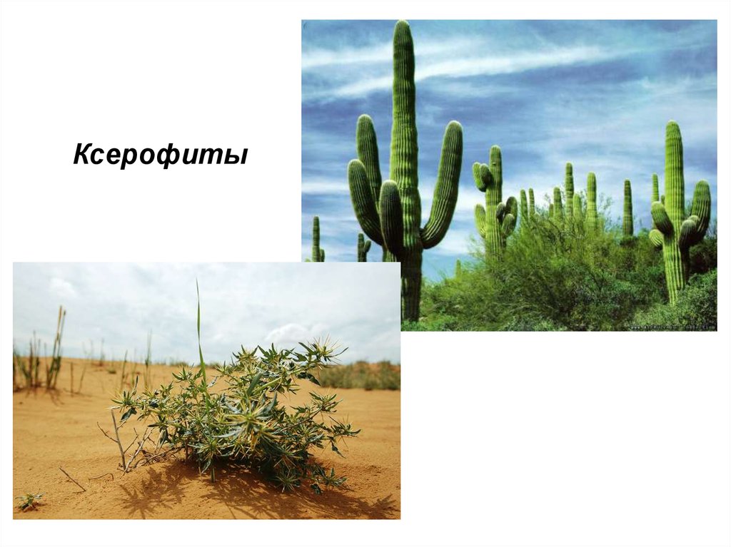 Экологическая группа ксерофиты. Склерофиты и ксерофиты. Ксерофит суккулент. Ксерофиты растения пустынь. Ксерофиты Суккуленты и склерофиты.