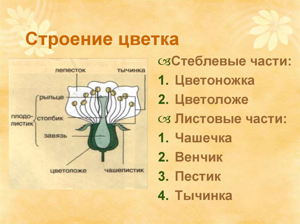 Какие части цветка. Генеративный орган цветок строение. Цветоложе цветоножка чашечка венчик. Строение генеративного растения. Части цветка венчик цветоложе.