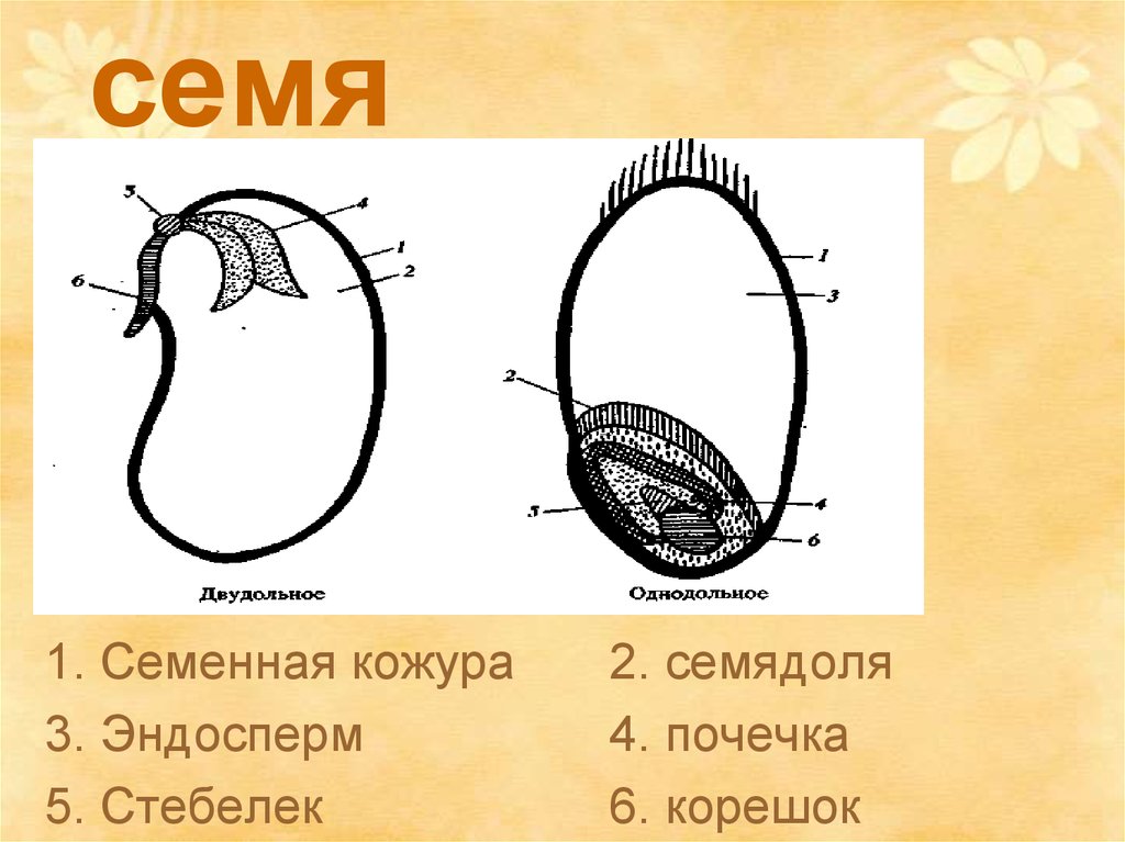 Что на рисунке обозначено цифрой 2. Корешок почечка семенная кожура эндосперм. Корешок эндосперм семенная кожура семядоля. Семядоля почечка. Семядоля эндосперм почечка стебелёк.