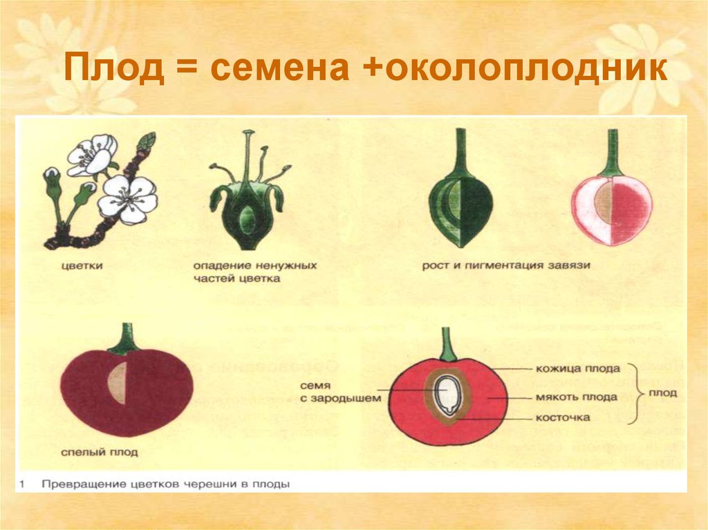 Созревают внутри плода растения. Плод околоплодник и семена. Строение плода яблока. Плод околоплодник цветок. Как образуется плод у растений.