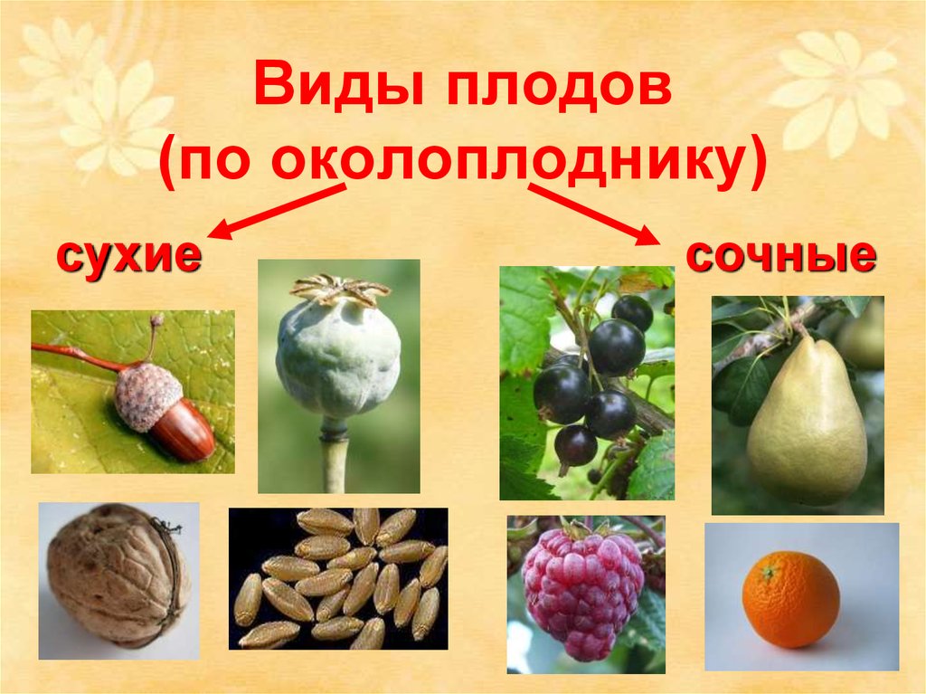 Разные типы плодов