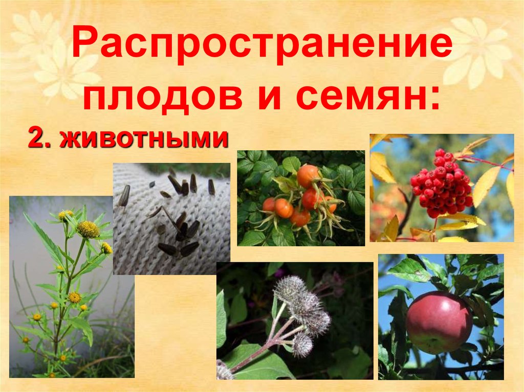 Распространение плодов и семян: