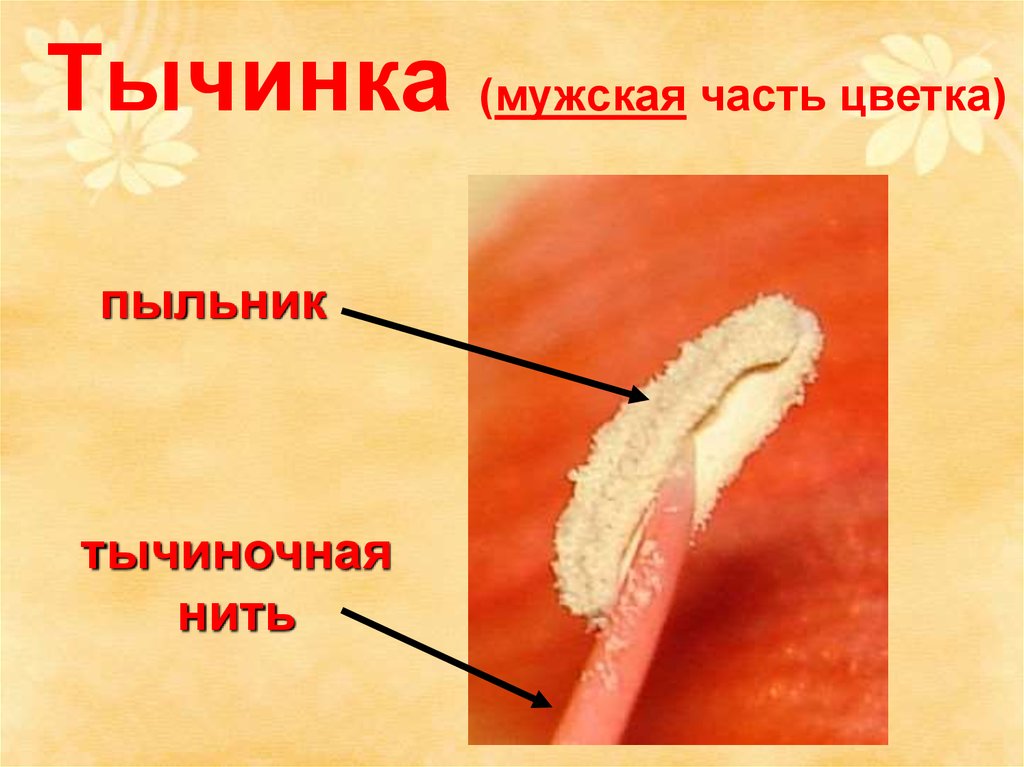 Тычинка это мужской. Тычиночная нить. Пыльник и тычиночная нить. Мужская часть цветка.