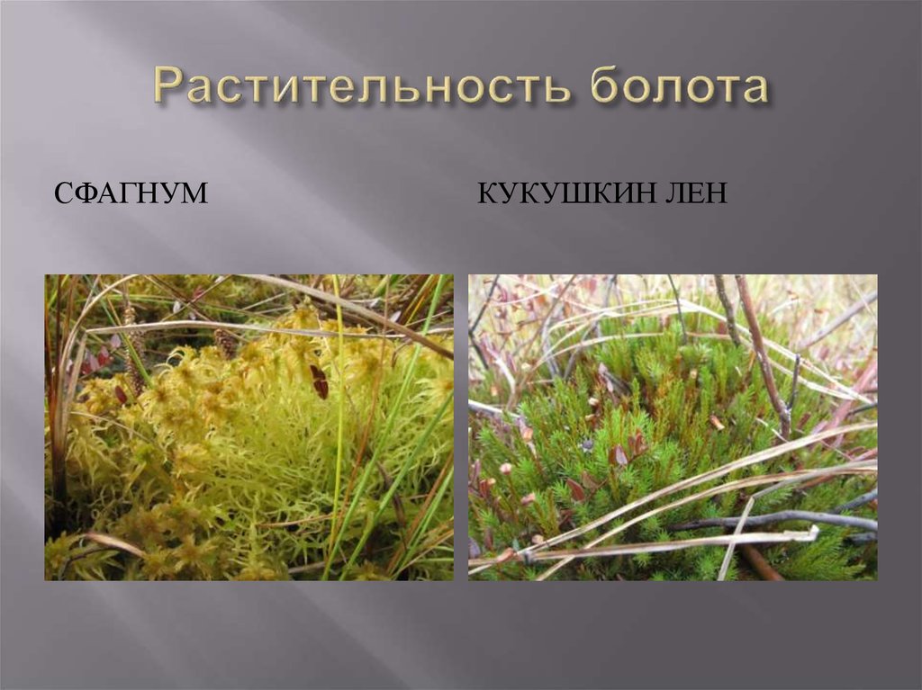 Классификация сфагнума болотного. Растительный мир болота. Растительность верховых болот. Болотные растения названия.