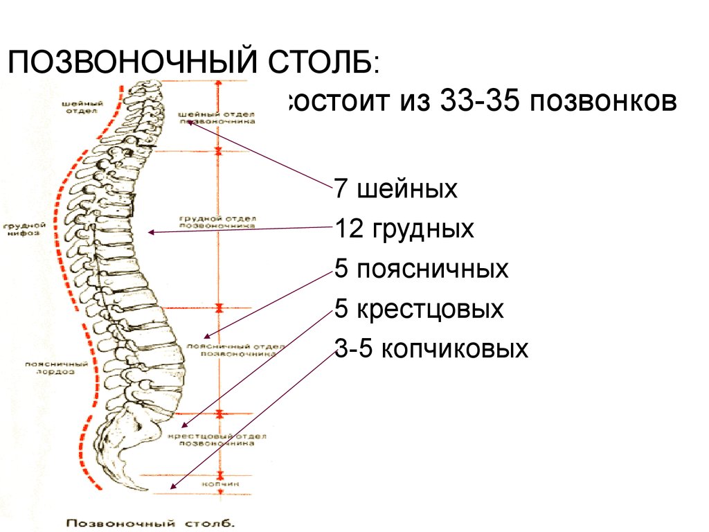 Отметьте отделы позвоночника. Позвоночный столб анатомия строение. Скелет туловища Позвоночный столб позвонки. Позвоночный столб человека анатомия с надписями. Строение позвоночного столба рисунок.