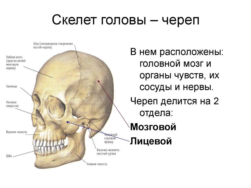 Картинки головы скелета
