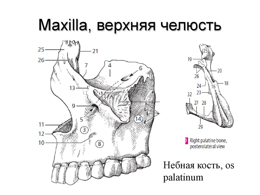 Клыковой ямки. Верхняя челюсть кость анатомия человека. Верхняя челюсть, Maxilla строение. Клыковая ямка верхней челюсти. Носовой отросток верхней челюсти анатомия.