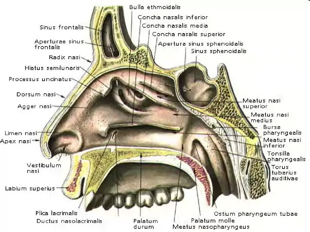 В верхний носовой ход открывается пазуха. Стенки носовой полости кости. Носовые ходы анатомия латынь. Костные стенки полости носа анатомия строение. Хоаны носа анатомия.