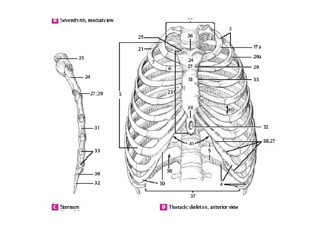 Анатомия человека 1. Остеология анатомия человека. Анатомия Остеология грудная клетка. Рентгенанатомия грудины. Рентгенанатомия грудной клетки.