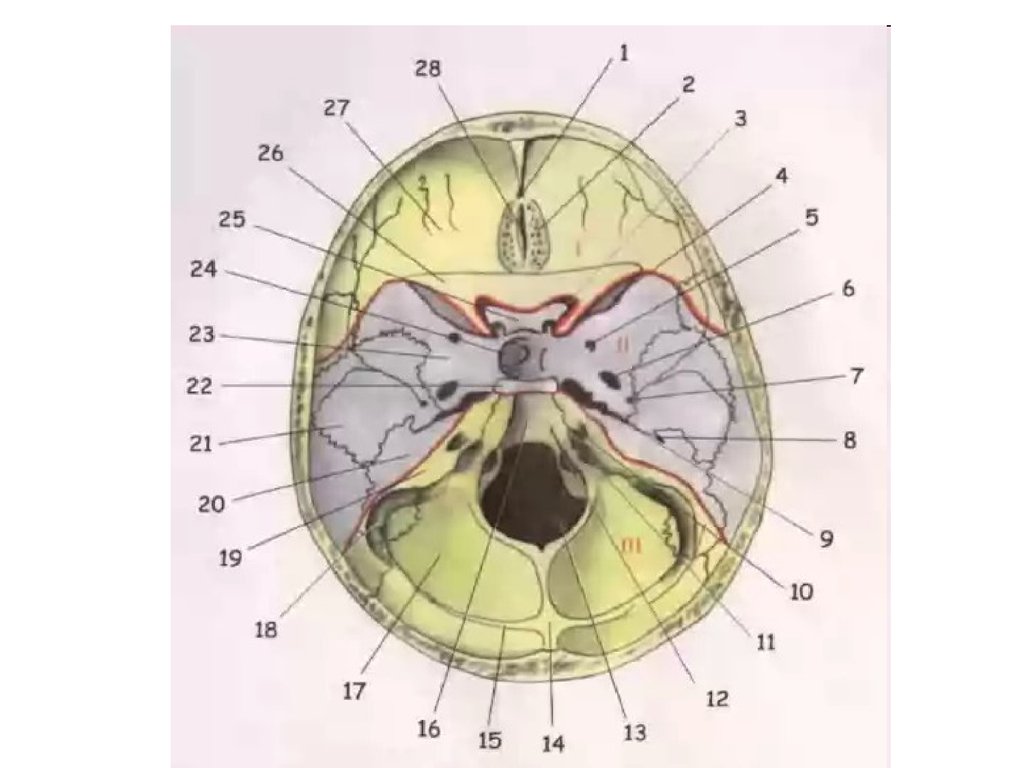 Мозговое основание черепа. Черепные ямки внутреннего основания черепа. Черепные ямки анатомия внутреннее основание черепа. Основание черепа Черепные ямки. Внутреннее основание черепа задняя ямка анатомия.