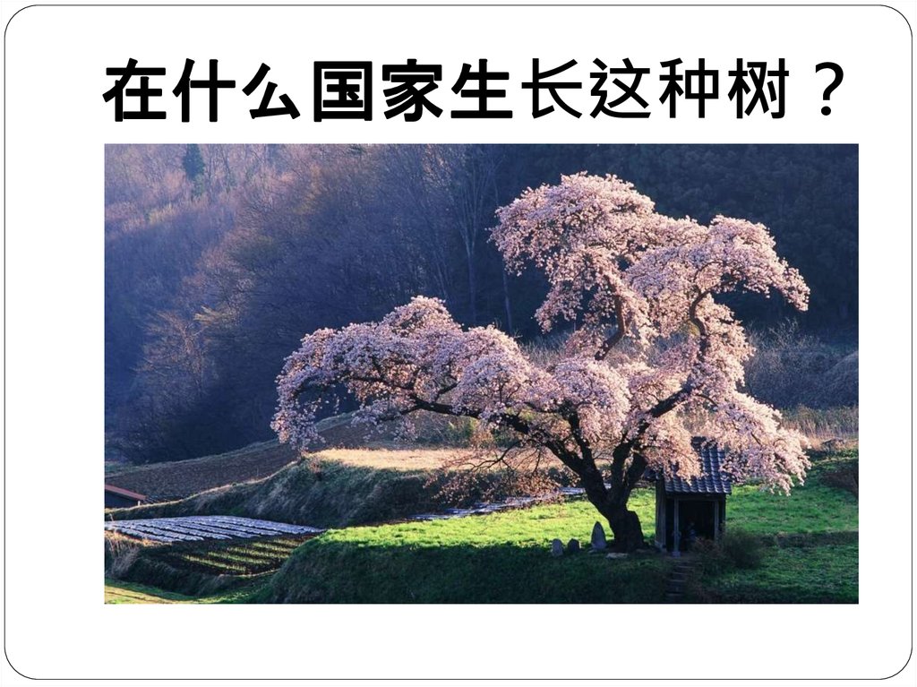 在什么国家生长这种树？