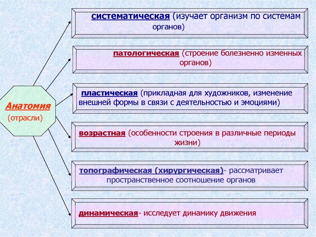 Какая наука изучает организм. Отрасли анатомии. Отрасли анатомической науки. Систематическая анатомия изучает. Систематически изучать это.