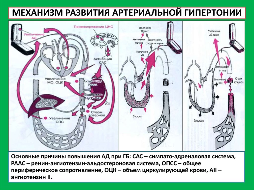 Механизм развития системы. Схема формирования артериального давления. Механизм повышения артериального давления при гипертонии. Механизм формирования артериальной гипертензии. Механизм повышения ад при гипертонической болезни.