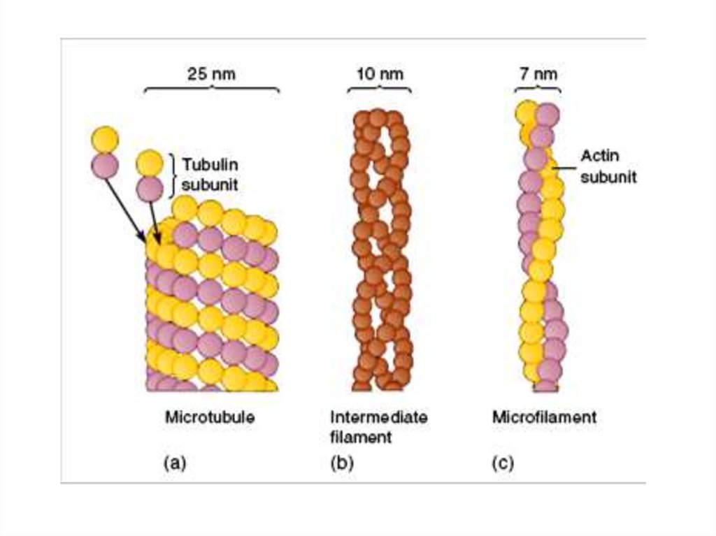 Синтез белков тубулинов. Микротрубочки микрофиламенты промежуточные филаменты. Микрофиламенты и микротрубочки схема. Микрофиламенты строение и функции. Микротрубочки и микрофиламенты строение.