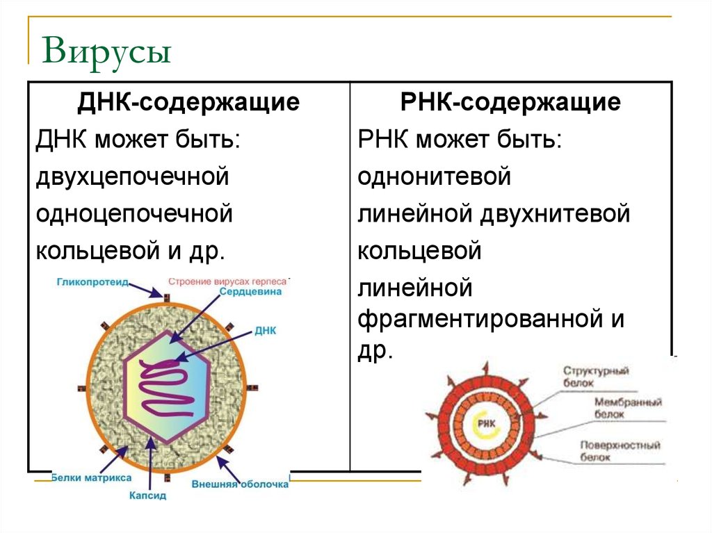 Схема строения простого вируса