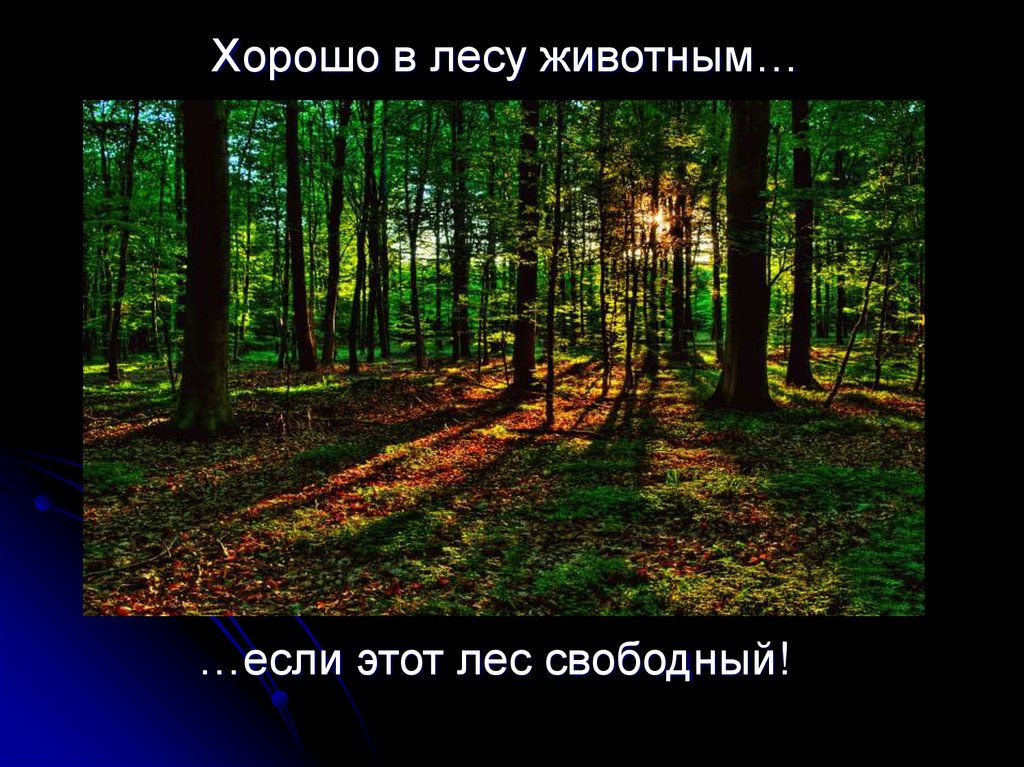 Свободный лес