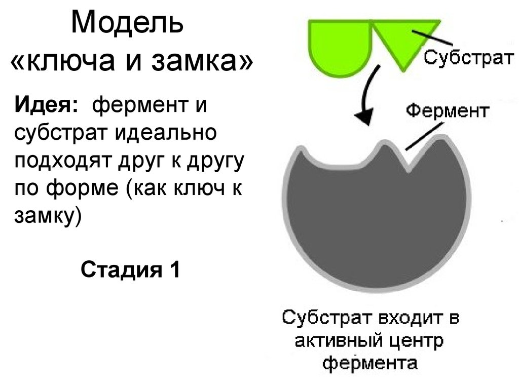 Схема образования комплекса фермент вещество