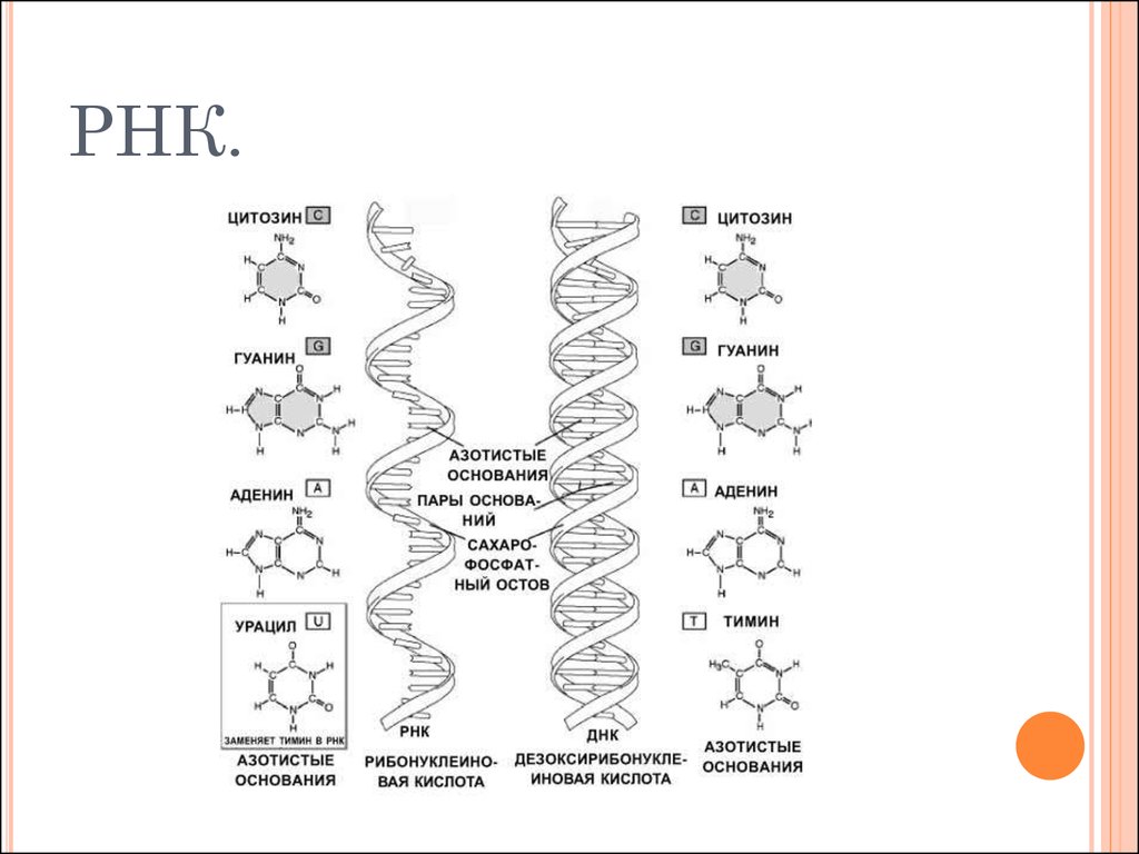 Днк и рнк общее. Строение ДНК И РНК. Схема строения ДНК И РНК. Структура ДНК И РНК. Задание по теме строение ДНК И РНК.