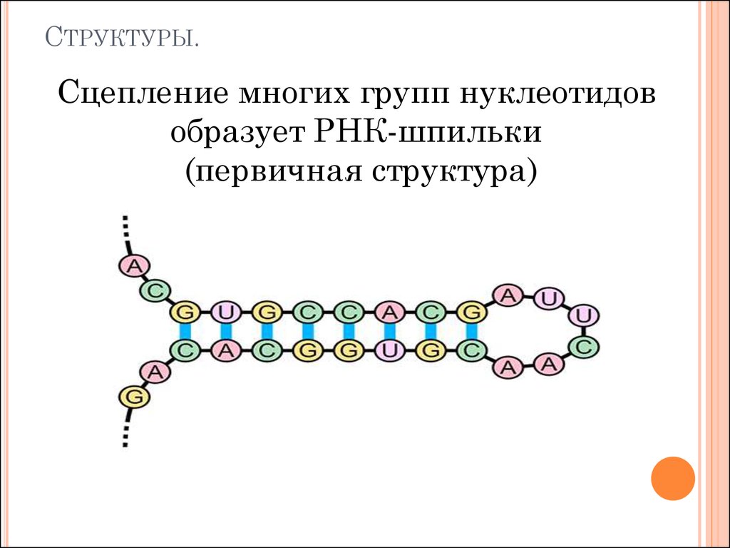 Вторичная рнк. Вторичная структура РНК. Вторичная структура РНК шпилька. Первичная и вторичная структура РНК. Вторичная структура РНК биохимия.