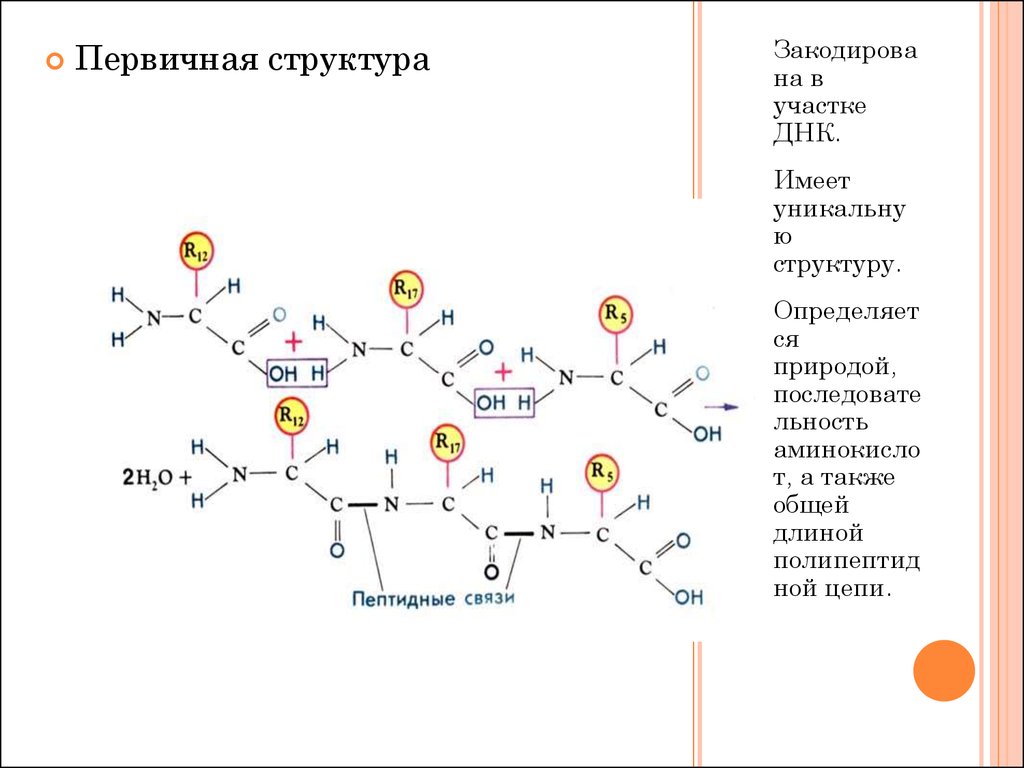 Схема соединения нескольких нуклеотидов в цепь первичная структура