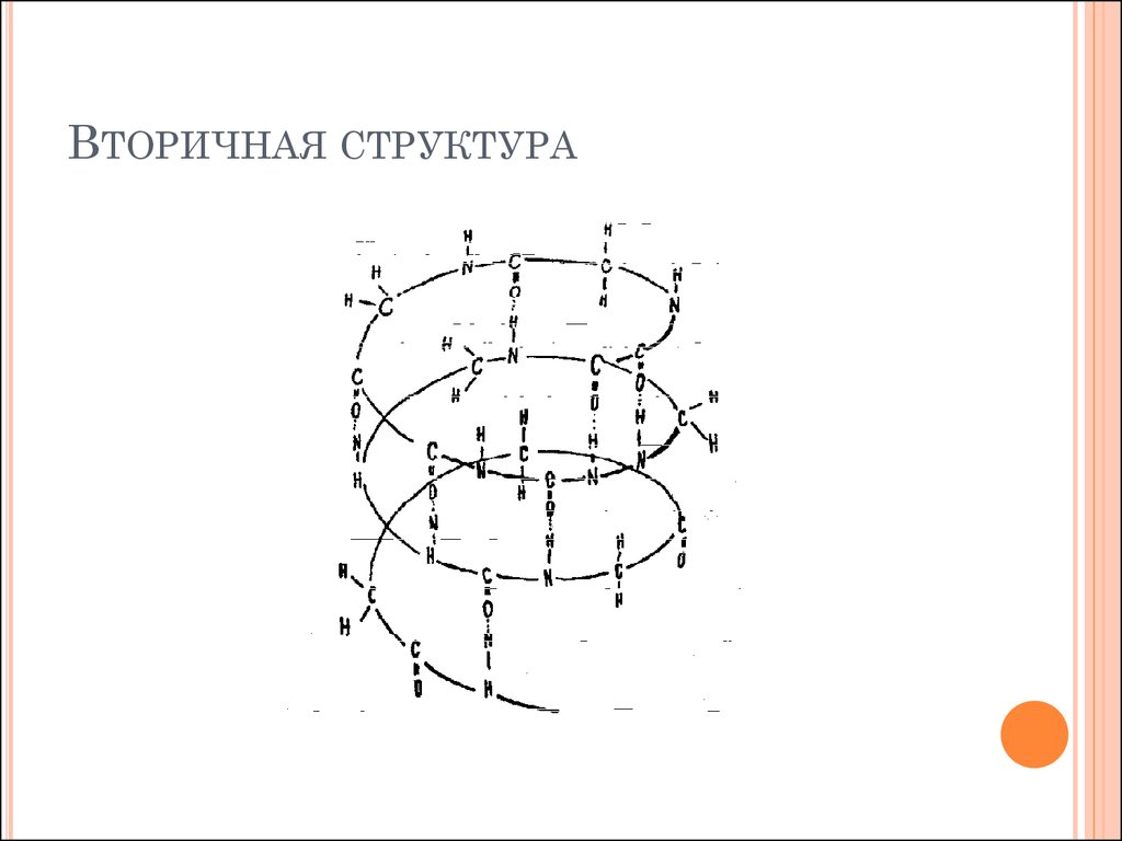 Вторичные белки. Вторичная структура белков схема. Вторичная структура белка. Альфа спираль вторичной структуры белка. Вторичная структура белка рисунок.