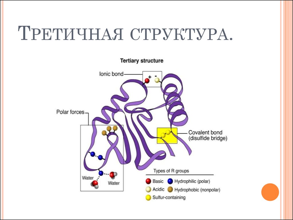 Третичная и четвертичная структура днк