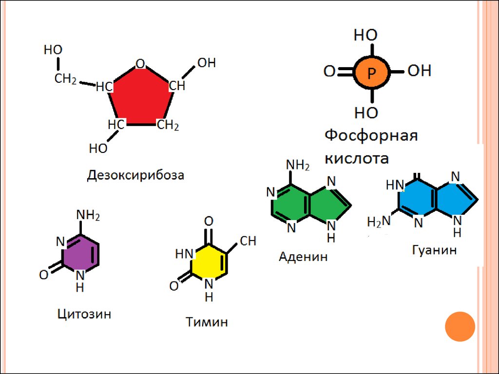 Какие из нуклеотидов входят в состав днк. Дезоксирибоза азотистые основания фосфорная кислота. Химический состав ДНК. ДНК формула. Химическая структура ДНК.