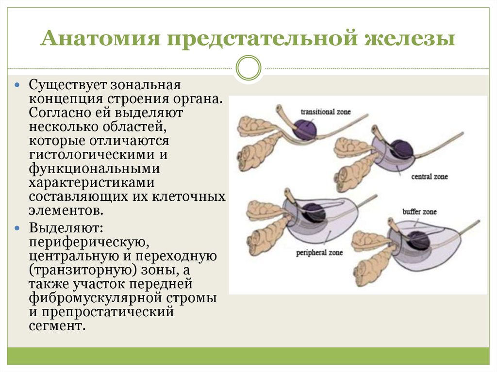 Зоны предстательной железы схема