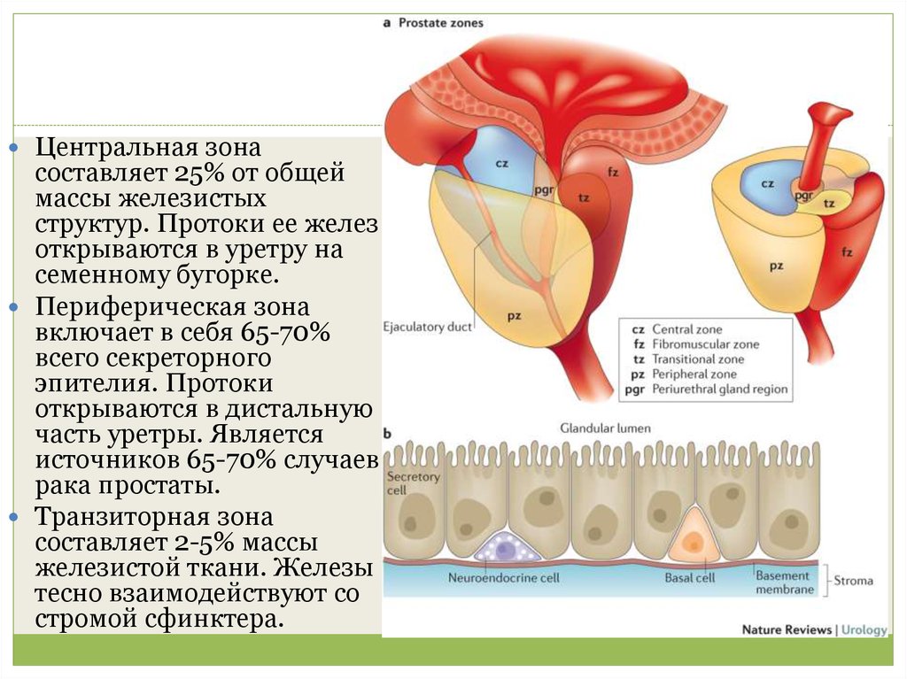 Составляющая зона. Периферическая зона предстательной железы. Периферическая зона уретры. Транзиторная и периферическая зоны предстательной железы.
